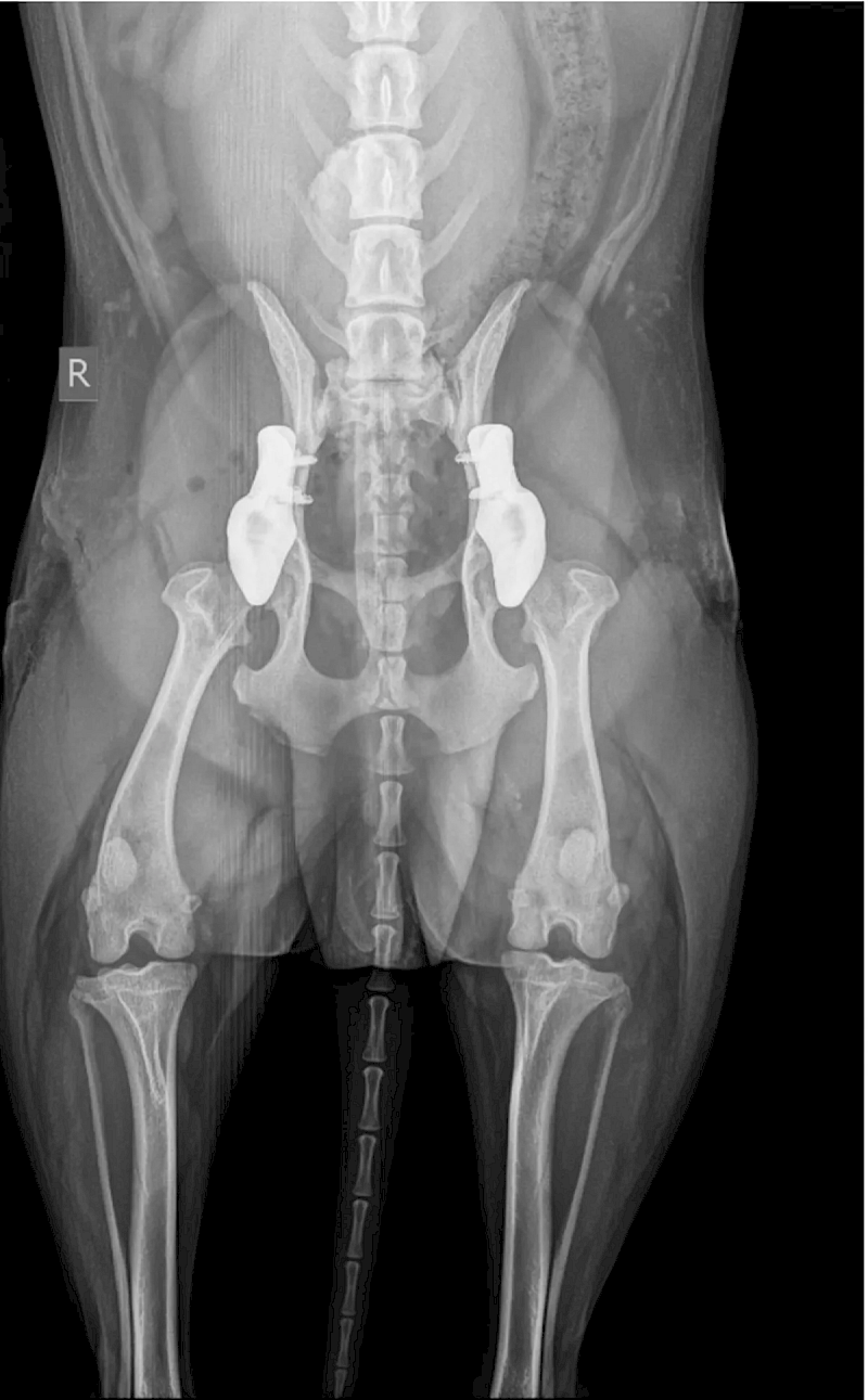 Radiographie après l'opération du beagle Mauro
