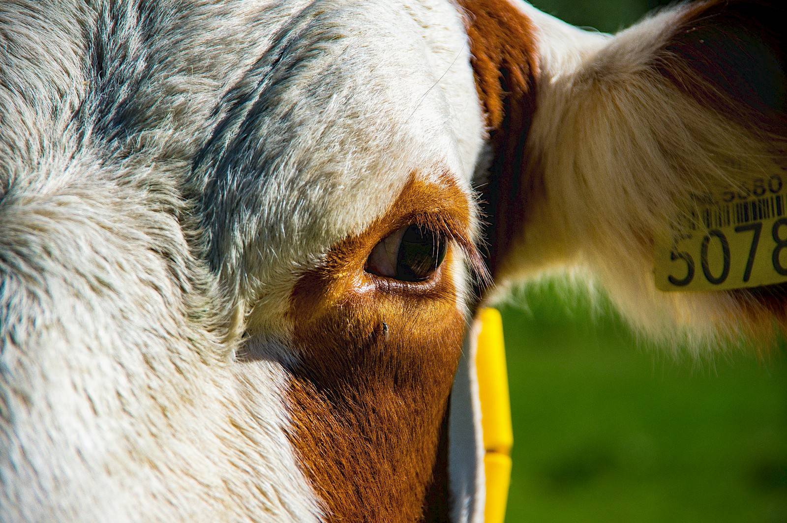 Foto: Lucas Van Oort op Unsplash